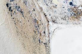 Mold Documentation for Insurance Claims in Pompton Lakes, NJ